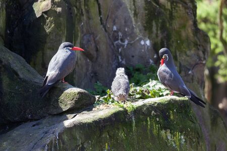 Inca Terns (Larosterna inca) and Chick on a rocky ledgeの写真素材