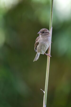 Sparrow (Passeridae) clinging to a stalkの写真素材