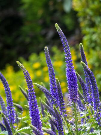 Flowering spikes of Veronica Spicata Ulster Dwarf Blue flowerの写真素材