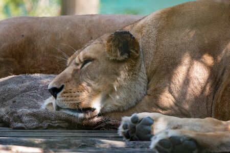 Barbary Lion (Panthera leo leo) sleeping on some sack clothの写真素材