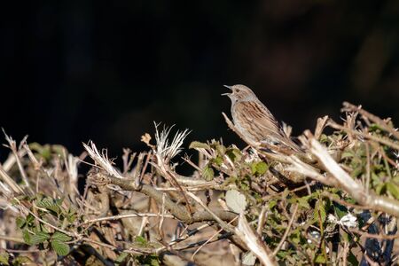 Hedge Accentor (Dunnock) in a hedge in Sussexの写真素材