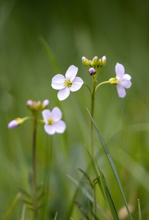 Close-up of some Cuckooflowers blooming in springtimeの写真素材