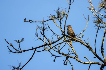 Song Thrush (Turdus philomelos) singing in the spring sunshineの写真素材
