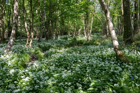 Ramsons or Wild Garlic (Allium ursinum) blooming in springtime near East Grinstead