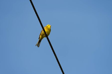 Yellowhammer (Emberiza citrinella) enjoying the morning sunshineの写真素材