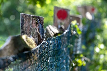 Nuthatch clinging upside down to a wooden fence postの写真素材