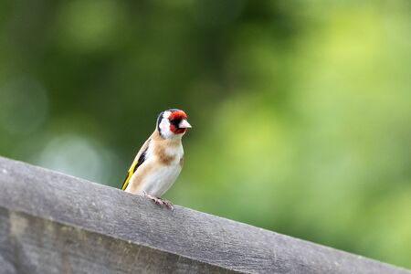 European Goldfinch perched on a wooden fenceの写真素材
