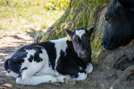 Black and white Calf sheltering from the warm spring sunshineの写真素材