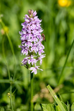 A Common Spotted Orchid, (Dactylorhiza fuchsii) flower spike near Ardinglyの写真素材
