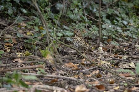 Song Thrush (Turdus philomelos) standing on the canopy floorの写真素材
