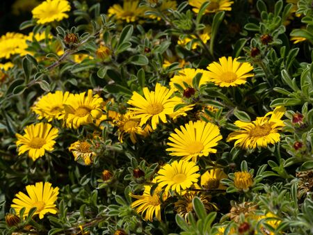Yellow flowers blooming in summertime next to the promenade in Eastbourneの写真素材