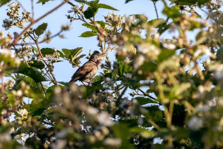 Common Whitethroat (Sylvia communis) singing in a bramble