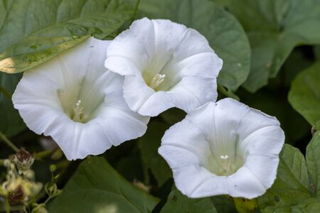 Field Bindweed (Convolvulus arvensis) flowering in summertime