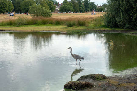 WIMBLEDON, LONDON/UK - AUGUST 1 : Heron walking in the lake on Wimbledon Common in London on August 1, 2020. Unidentified peopleのeditorial素材