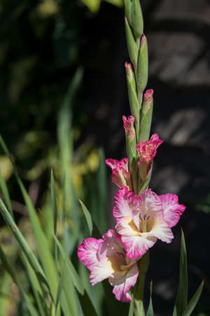 Pink and white hybrid Gladiolus flowering in an English gardenの写真素材