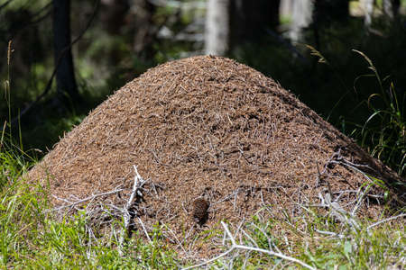 Ant Hill in the forest of the Natural Park of Paneveggio Pale di San Martino in Tonadico, Trentino, Italyの写真素材