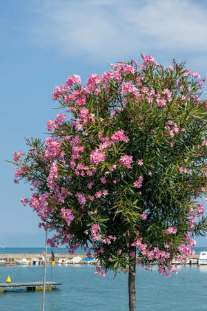 Pink Oleander shrub flowering on the shore of Lake Garda in Peschiera del Garda
