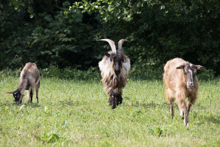 Domesticated goats wandering around the pasture in Torre de' Roveri Italyの写真素材