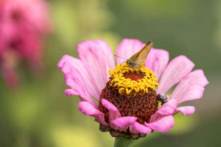 Large skipper butterfly (Ochlodes sylvanus) feeding on a Zinnia elegans JacQ. pink flower in Italyの写真素材
