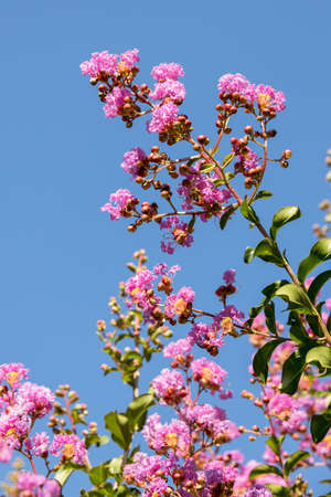 Crape Myrtle tree (Lagerstroemia indica) flowering in Bergamoの写真素材