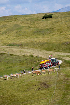ORTESEI ST ULRICH, SOUTH TYROL/ITALY - AUGUST 8 : People looking at Palomino horses in the Dolomites near Ortesei St Ulrich, South Tyrol, Italy on August 8, 2020. Unidentified peopleのeditorial素材