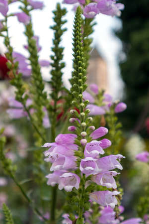 Common Foxgloves (Digitalis purpurea) flowering  in Fie allo Sciliar, South Tyrol, Italyの写真素材