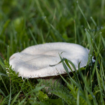 Mushroom growing in the green grass in East Grinsteadの写真素材