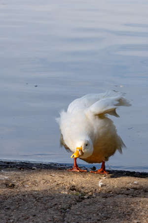 White duck by the edge of  Hedgecourt Lake near East Grinsteadの写真素材