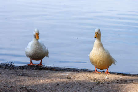White ducks by the edge of  Hedgecourt Lake near East Grinstead