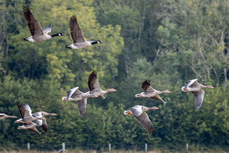 Greylag Geese (Anser anser) flying over a recently harvested wheat field