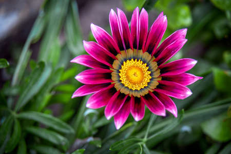 Purple Gazania flowering in an English garden