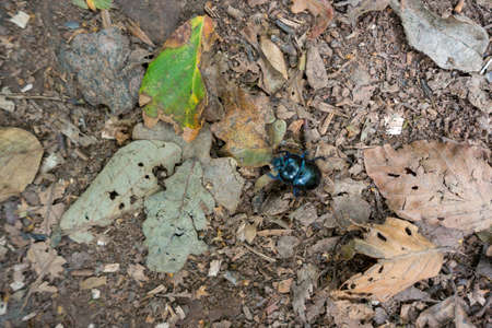 Dung Beetle (Scarabaeinae) walking along the forest floorの写真素材