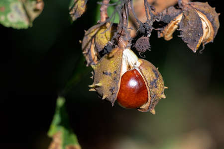 Ripe fruit of the Horse Chestnut tree commonly called conkersの写真素材
