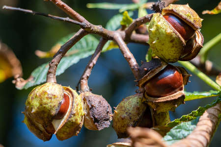 Ripe fruit of the Horse Chestnut tree commonly called conkers