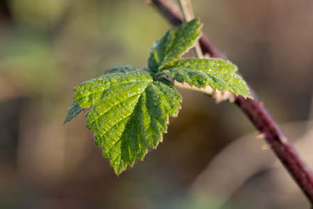 Close up of a Blackberry leaf sunlit in the early morning late summer sunshine