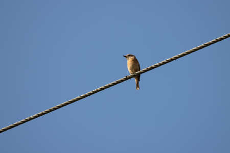 Common Whitethroat (Sylvia communis) perched on a telephone wire