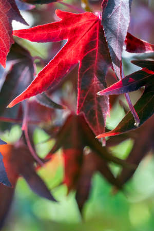 Amrican Red Gum tree (Liquidambar styraciflua) leaves in autumnの写真素材