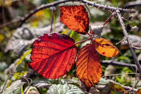 Close up of some Blackberry leaves fallen to the ground sunlit in the autumn sunshine