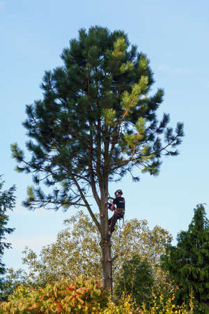 Workman cutting down a pine tree in a gardenのeditorial素材