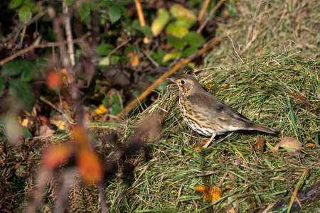 Song Thrush (Turdus philomelos) standing onsome grass cuttings