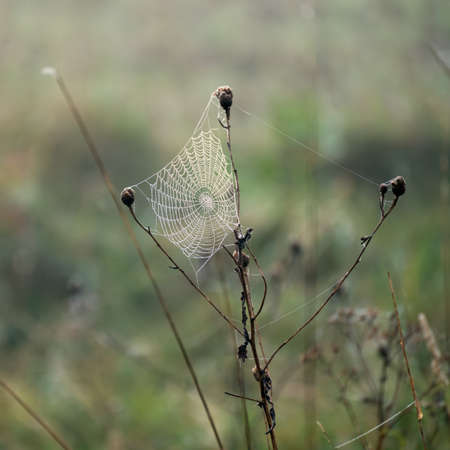 Spiders web glistening with water droplets from the autumn dewの写真素材