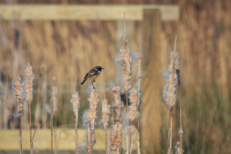 Common Stonechat (Saxicola rubicola) perched on a bulrush seed head