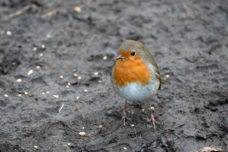 Close-up of an alert Robin standing on wet muddy pathの写真素材