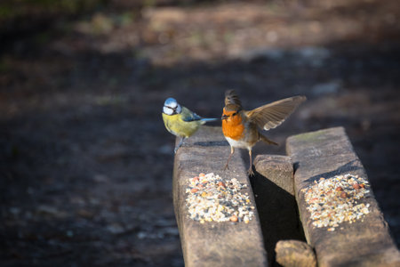 Robin taking off from a wooden bench sprinkled with bird seedの写真素材