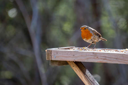 Close-up of an alert Robin standing on wooden tableの写真素材