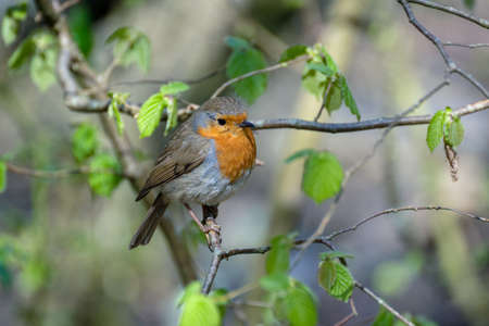 Robin looking alert in a tree on a cold spring day