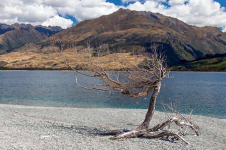 Dead tree on the banks of Lake Wanaka in New Zealandの写真素材