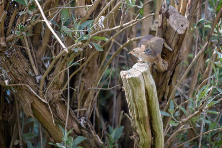 Tiny Wren (Troglodytes troglodytes) perched on a tree stump in springtimeの写真素材