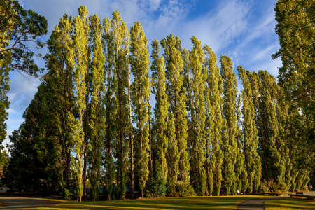 Row of Poplar trees in Te Anau illuminated with golden evening sunshineの写真素材