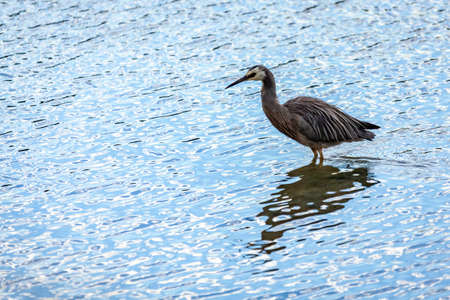 White-faced heron in the shallows in the Otago Peninsulaの写真素材